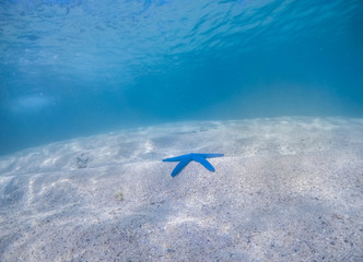 starfish on the sandy bottom of a tropical sea under water