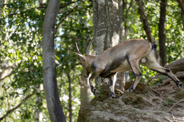 deer in the forest