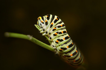 Macro of caterpillar of common swallowtail against a black background