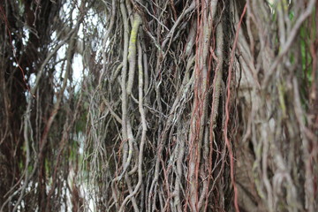 Closeup of dangling branches from a tree.