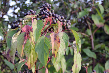 Clusters of ripe round black bloody dogwood fruit and green ovate leaves, blurred background