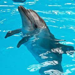 Naklejka premium A dolphin looking up