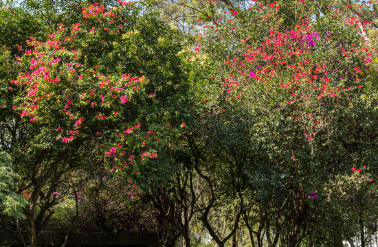 Flowering pointsettias in chapultepec park Mexico City