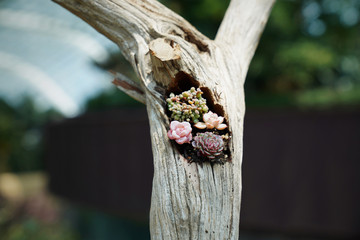 succulents are plants that live in hot corners of the planet