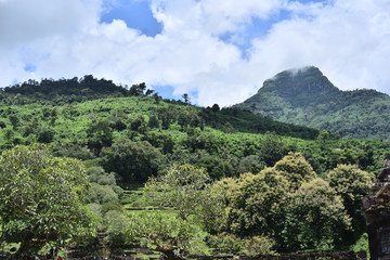 Green Forest in Background Champasak Laos