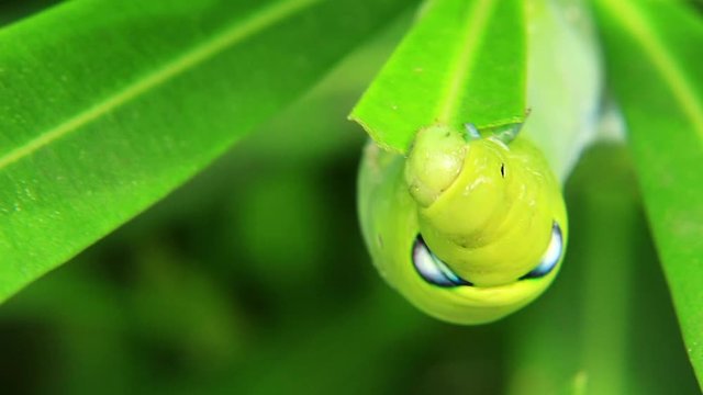 Close-up of a green caterpillar eating leaves