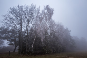 bereifte bäume im nebel