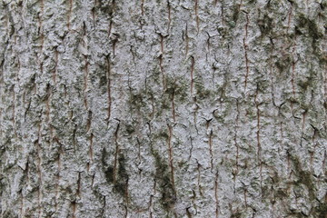 Obraz premium bark of a tree