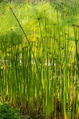 Obraz premium Papyrus, Tropical Bog Plant in Chapultepec park Mexico City