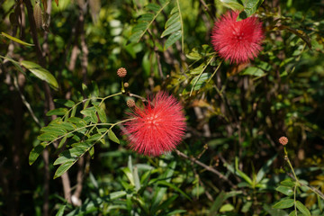 red-headed calliandra is a herbaceous perennial plant