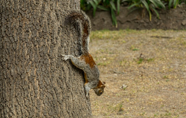 Squirrel in Chapultepec park Mexico City