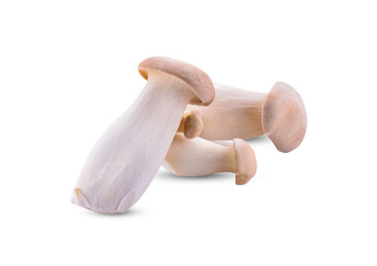 King oyster isolated on a white background