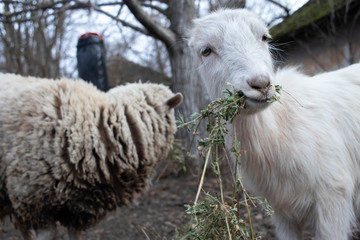 Naklejka premium white goat eating grass and looking at cameta, funny white goat with no horns