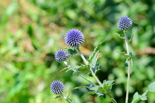 Bl&uuml;ten der Kugeldistel Veitchs Blue	