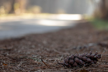 Pine cone background. Pinecone on the forest road. Pinecone on the roadside.