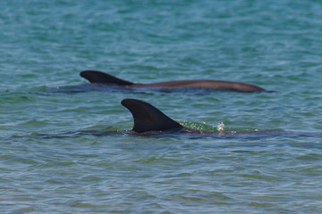 Wild dolphin play in water