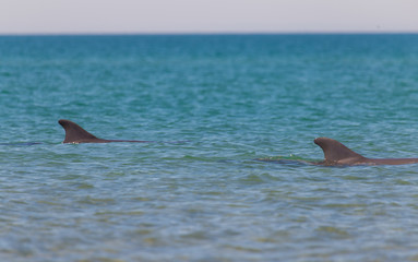 dolphins life  in blue water
