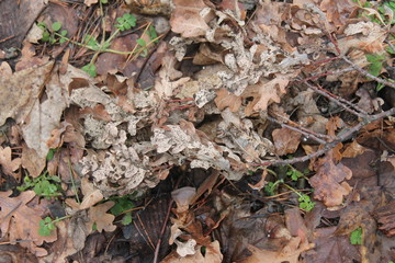 leaves