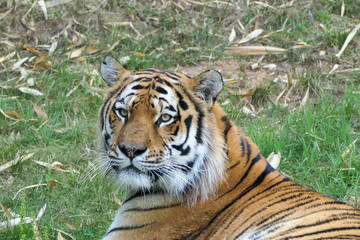 tigre