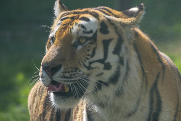 tigre