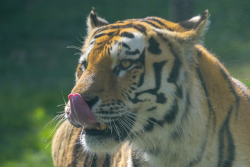 tigre