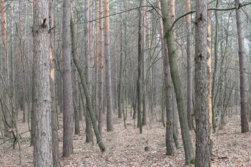Naklejka premium forest