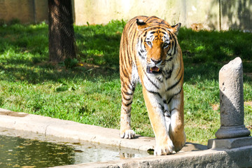 tiger in zoo