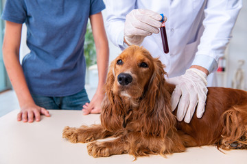 Vet doctor examining golden retriever dog in clinic