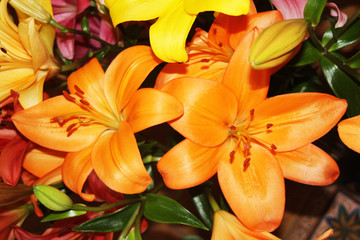 Koenigslilie © Stephan von Mikusch