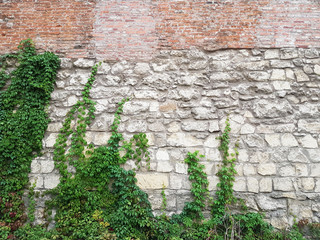 Brick and masonry medieval walls in Lviv on Mytnaya Square. Monument of architecture of Ukraine under the protection of the law. Fortress covered with green ivy. Back textural background for design