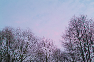 Bare tree branches against the violet sky. Winter background