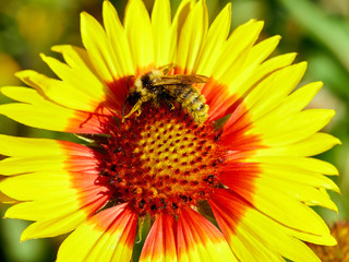 Image of beautiful flower and bee close-up