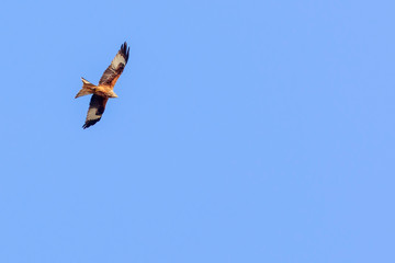 Beautifully colored Red kite flying in the sky