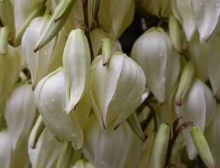 White flowers of yucca palm. Close-up. Background. Drops of water on yucca flowers. Bloom.
