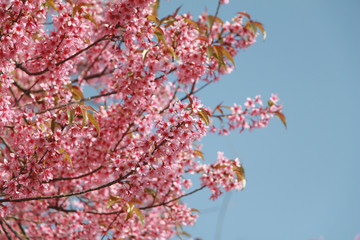 Pink flower spring blossom background. Beautiful nature scene with blooming tree and blue sky.