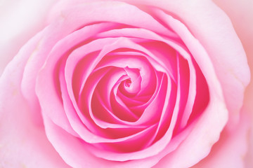 Fototapeta na wymiar Beautiful colorful roses flower petals close up macro
