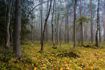 beautiful autumn swamp with yellow water lilies in the forest in blue fog