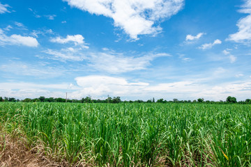 Green sugarcane plantation with blue sky and white cloud