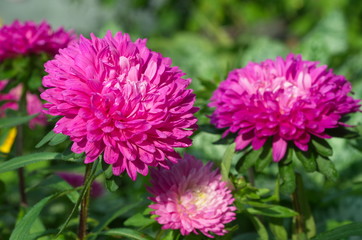 Obraz premium Bright pink asters close up