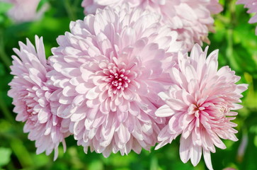 Blooming pink chrysanthemums close up