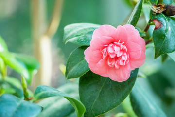 beautiful pink camellia flower with green leaves in the garden