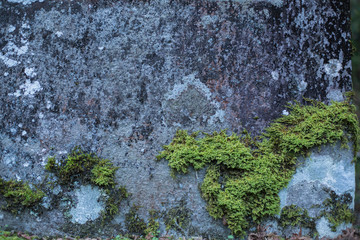 Stone, moss texture