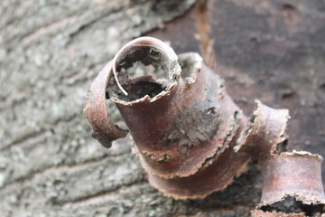 beautiful tree bark