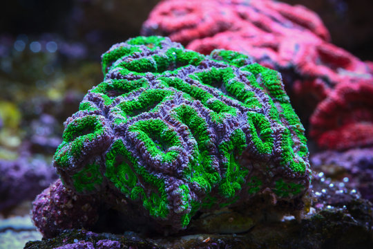 Underwater world. Hard coral Acanthastrea is a major plan.