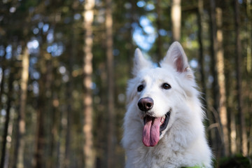 Obraz premium White Swiss Shepherd in Spring Forest 