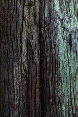 Old tree bark with green moss 
