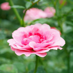 Beautiful colorful pink roses flower in the garden