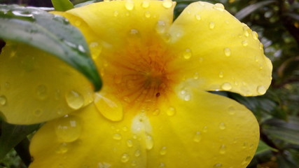 Yellow flower with water droplets in detailed view. Closeup yellow flower in detailed.  common...