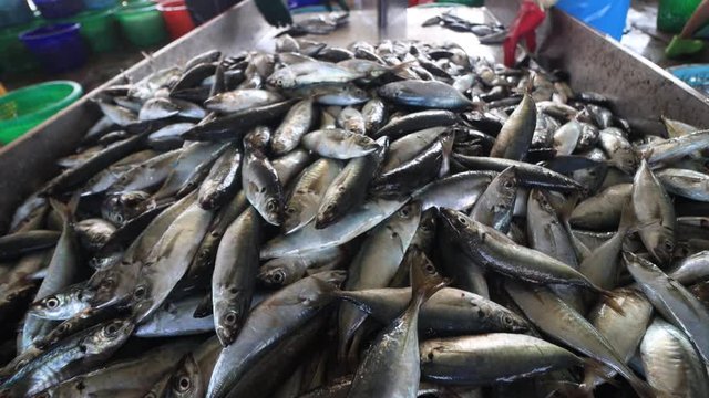 Fresh sardines, mackerel and tuna fish straight from boat, processed by workers at port 