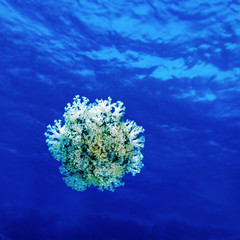 The Red sea jellyfish floats in the thickness of water.